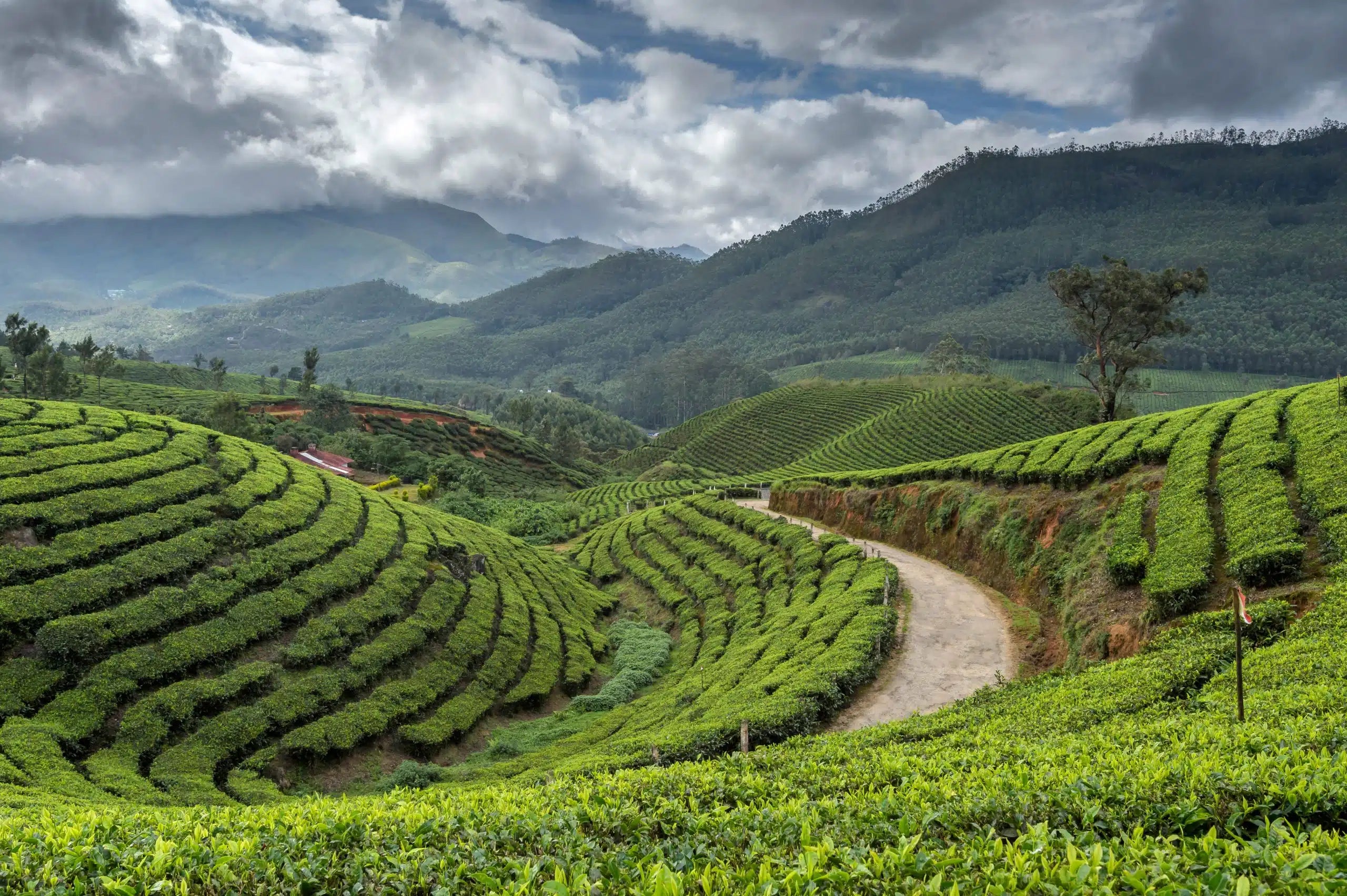 Darjeeling TGFOP Green Loose Leaf Champagne Tea Blended in Himalayan Foothills