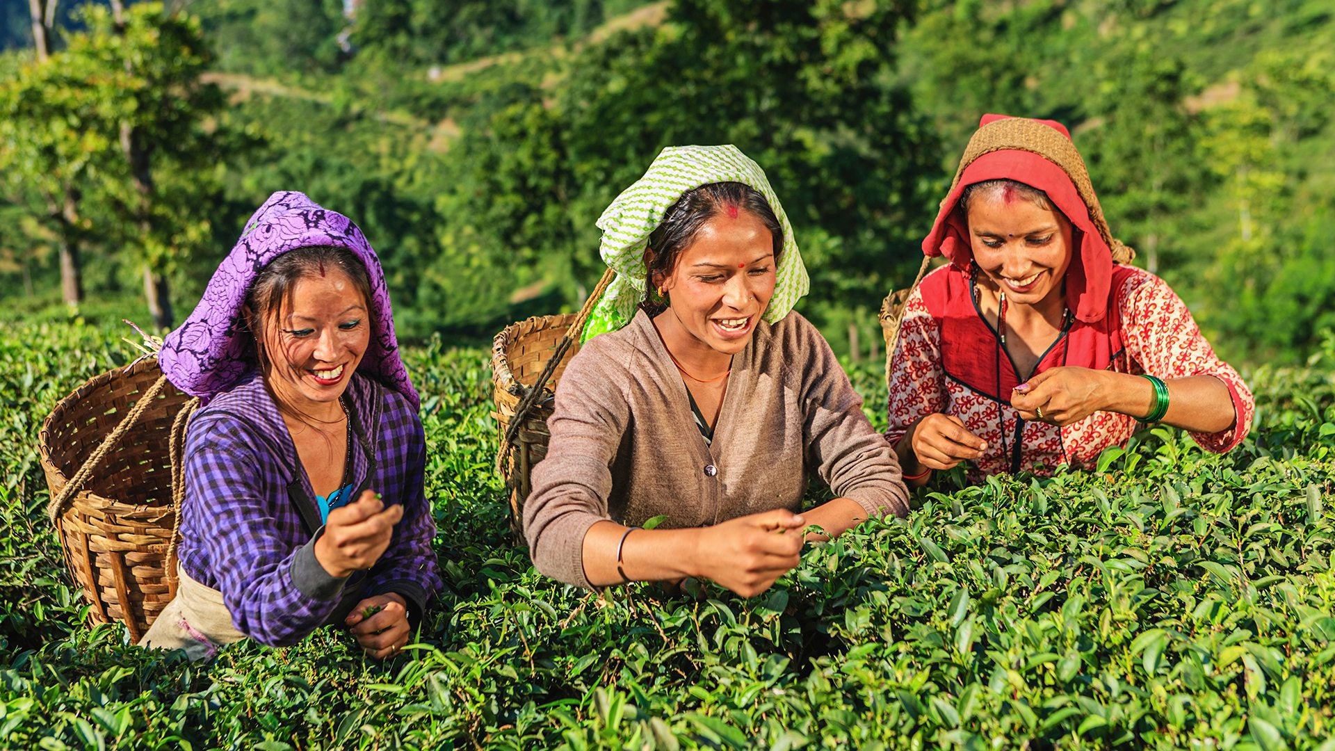 Darjeeling TGFOP Green Loose Leaf Champagne Tea Blended in Himalayan Foothills