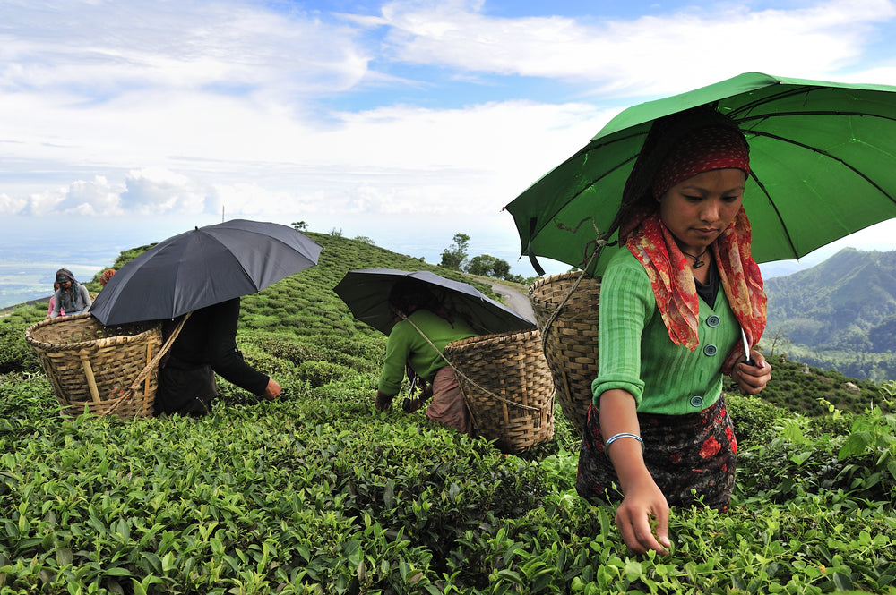 Earl Grey Darjeeling Champagne Tea 2nd Flush TGFOP Grade 1 A Beautiful Afternoon Tea Drink