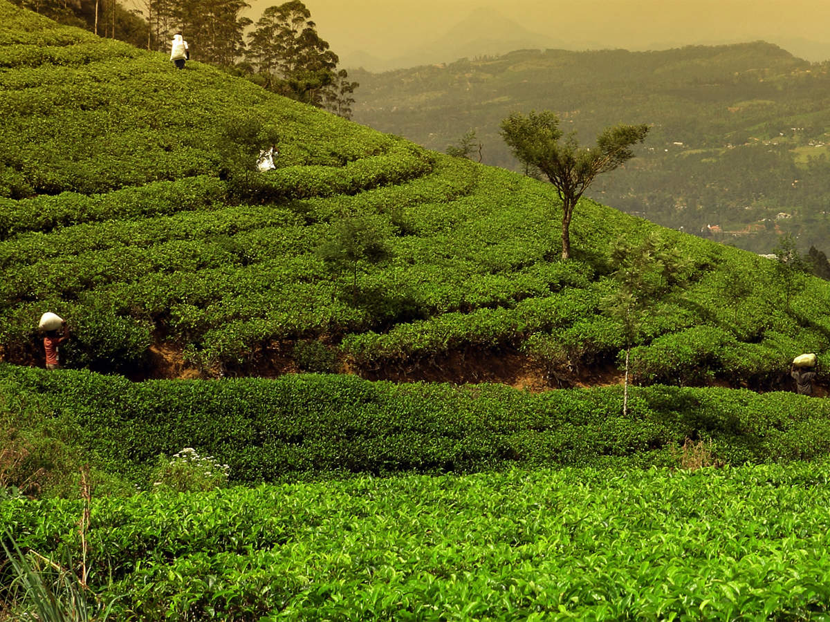 Earl Grey Darjeeling Champagne Tea 2nd Flush TGFOP Grade 1 A Beautiful Afternoon Tea Drink