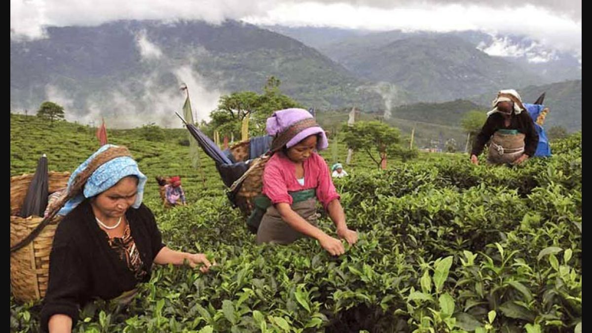 Earl Grey Darjeeling Champagne Tea 2nd Flush TGFOP Grade 1 A Beautiful Afternoon Tea Drink