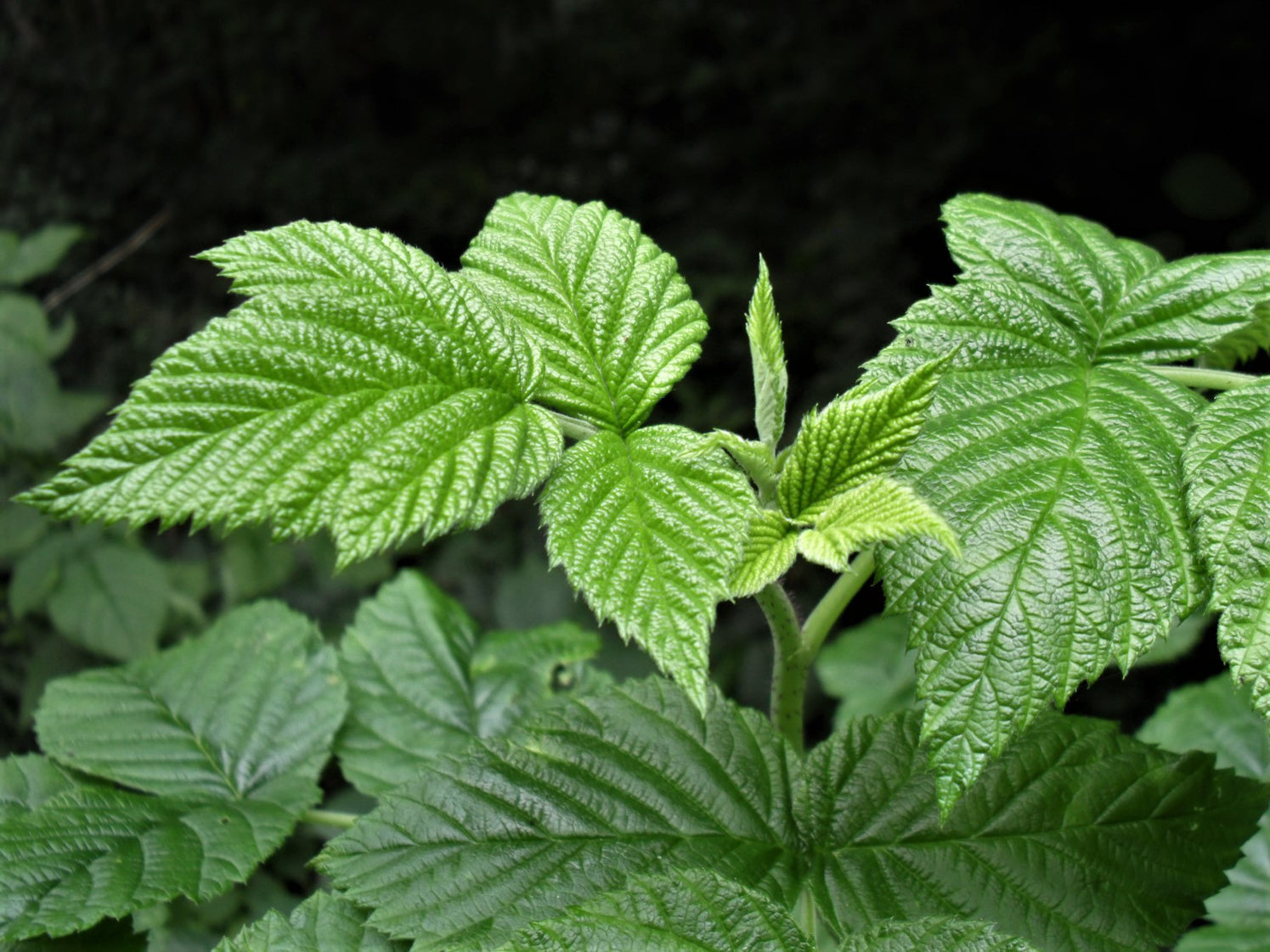 Raspberry Flavour Loose Leaf Black Tea with Raspberry Leaves Delight Flavour