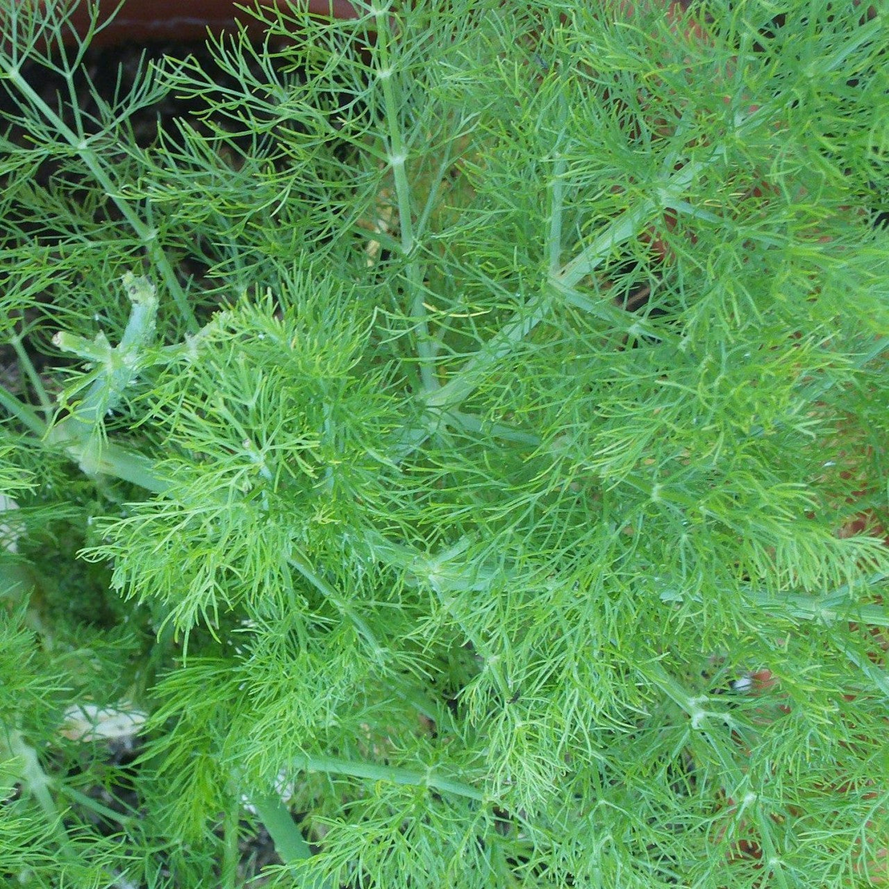 Fennel Leaf Tea Herbal Infusion Weight Loss Irritable Bowel Syndrome Digestive Issues Wellbeing