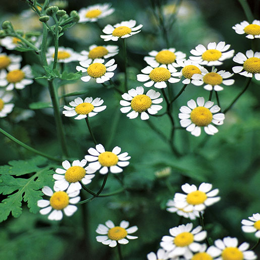 Feverfew Herbal Tea Or Tisane Very Healthy Drink Helps Migraine Depression Vertigo