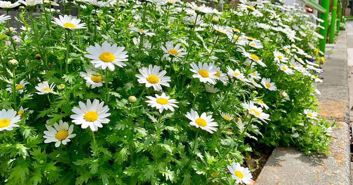 Feverfew Herbal Tea Or Tisane Very Healthy Drink Helps Migraine Depression Vertigo