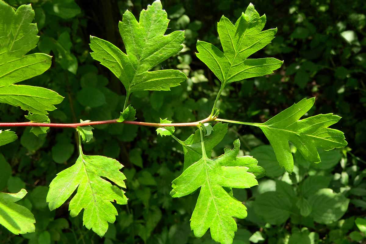 Hawthorn Shoots Herbal Loose Leaf Tea Tisane Infusion Anti-inflammatory Anxiety
