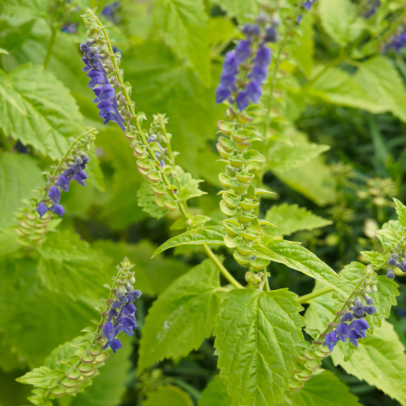 Skullcap Herbal Tea Or Tisane Loose Leaf Very Healthy Anxiety Sleep Stress St Vitus Dance