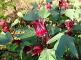 Hibiscus Currants Cinnamon Cranberries Fruit Infusion Delicious Hot Or Cold Very Healthy