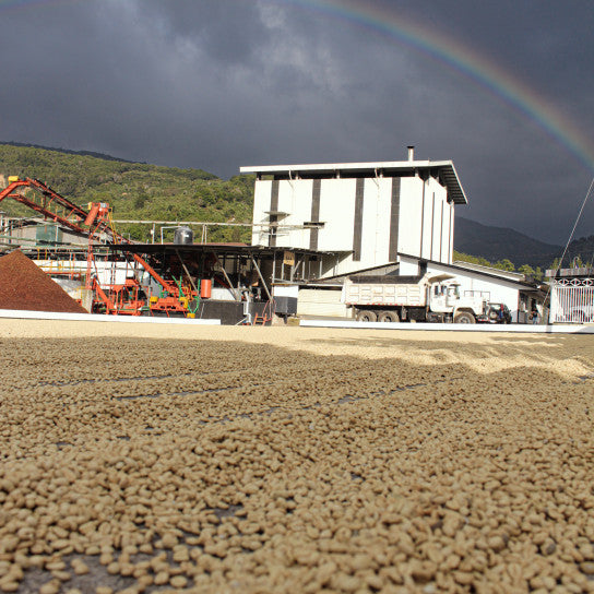 Costa Rican Hermosa Premium Washed Whole Coffee Beans Medium Roast Freshly Ground