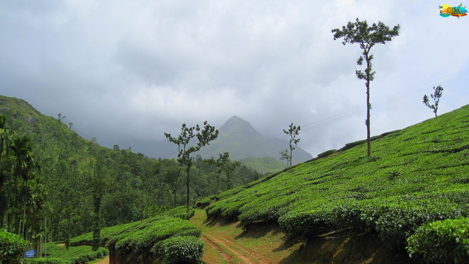 Indian Nilgiri Kalpetta Golden Flowery Orange Pekoe Loose Leaf Black Tea Great Body