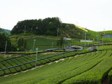 Japanese Matcha Genmai Cha Wazuka-Cho Kyoto Prefecture Green Tea Highest Quality