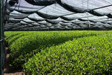 Japanese Matcha Kaori Naturally Grown Kagoshima Prefecture Green Tea Highest Quality