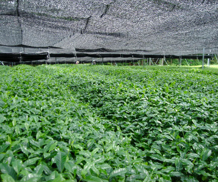 Japanese Matcha Kaori Naturally Grown Kagoshima Prefecture Green Tea Highest Quality