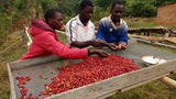 Malawi Satemwa Medium Roast Washed Coffee Beans Unusual Find