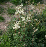 Meadowsweet Herbal Tea Infusion For Pain Reduction Loose Leaf Traditionally Grown
