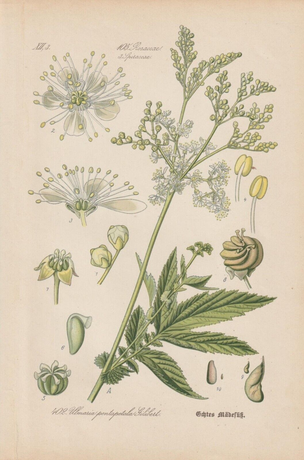 Meadowsweet Herbal Tea Infusion For Pain Reduction Loose Leaf Traditionally Grown