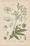 Meadowsweet Herbal Tea Infusion For Pain Reduction Loose Leaf Traditionally Grown