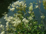 Meadowsweet Herbal Tea Infusion For Pain Reduction Loose Leaf Traditionally Grown