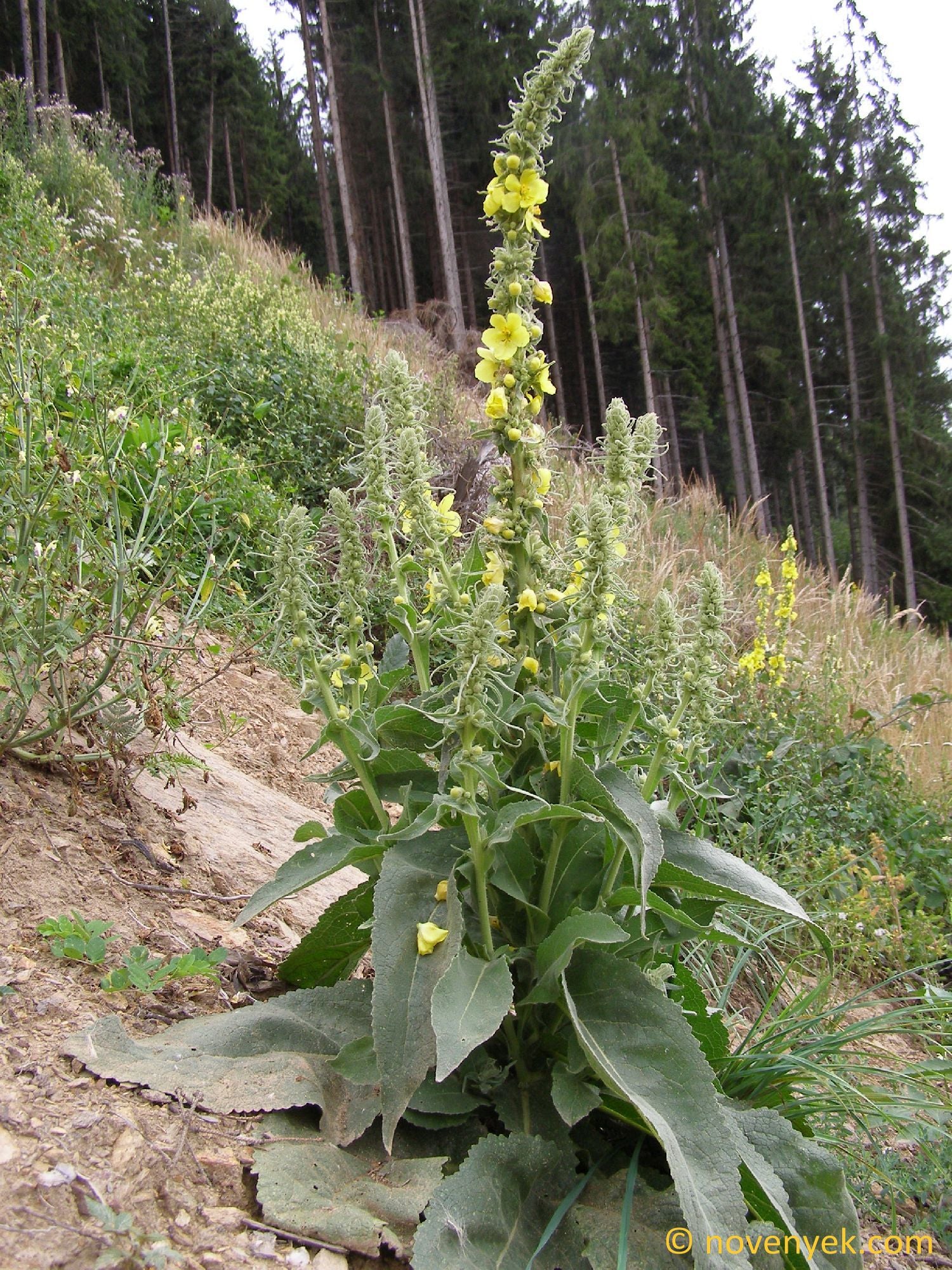 Mullein Naturally Grown Herbal Tea Infusion For Coughs Colds Flue Loose Leaf Traditional