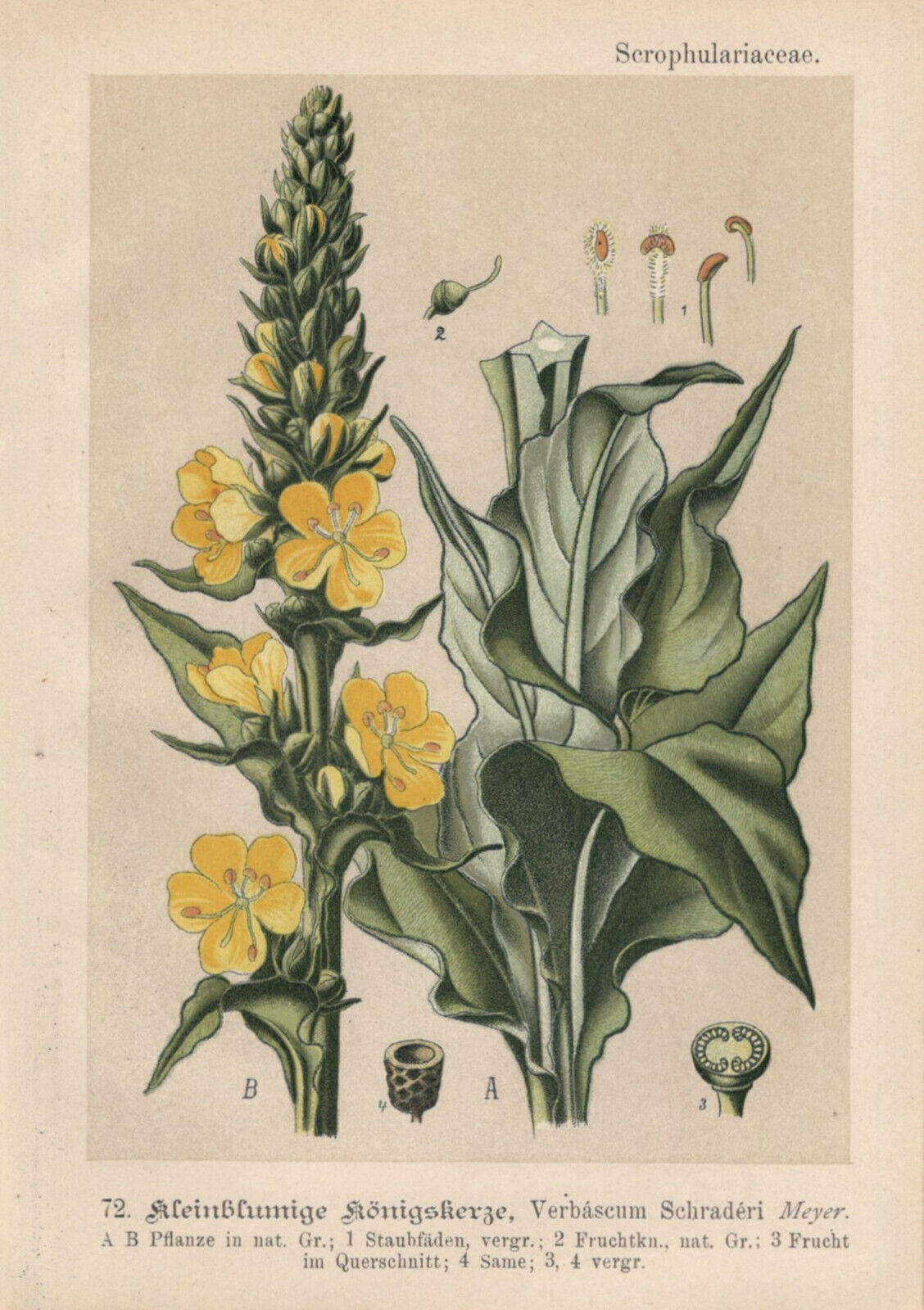 Mullein Naturally Grown Herbal Tea Infusion For Coughs Colds Flue Loose Leaf Traditional
