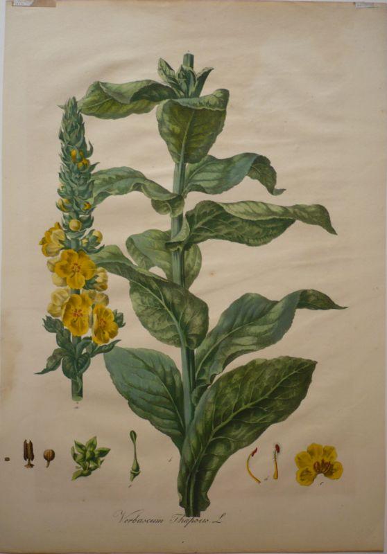 Mullein Naturally Grown Herbal Tea Infusion For Coughs Colds Flue Loose Leaf Traditional