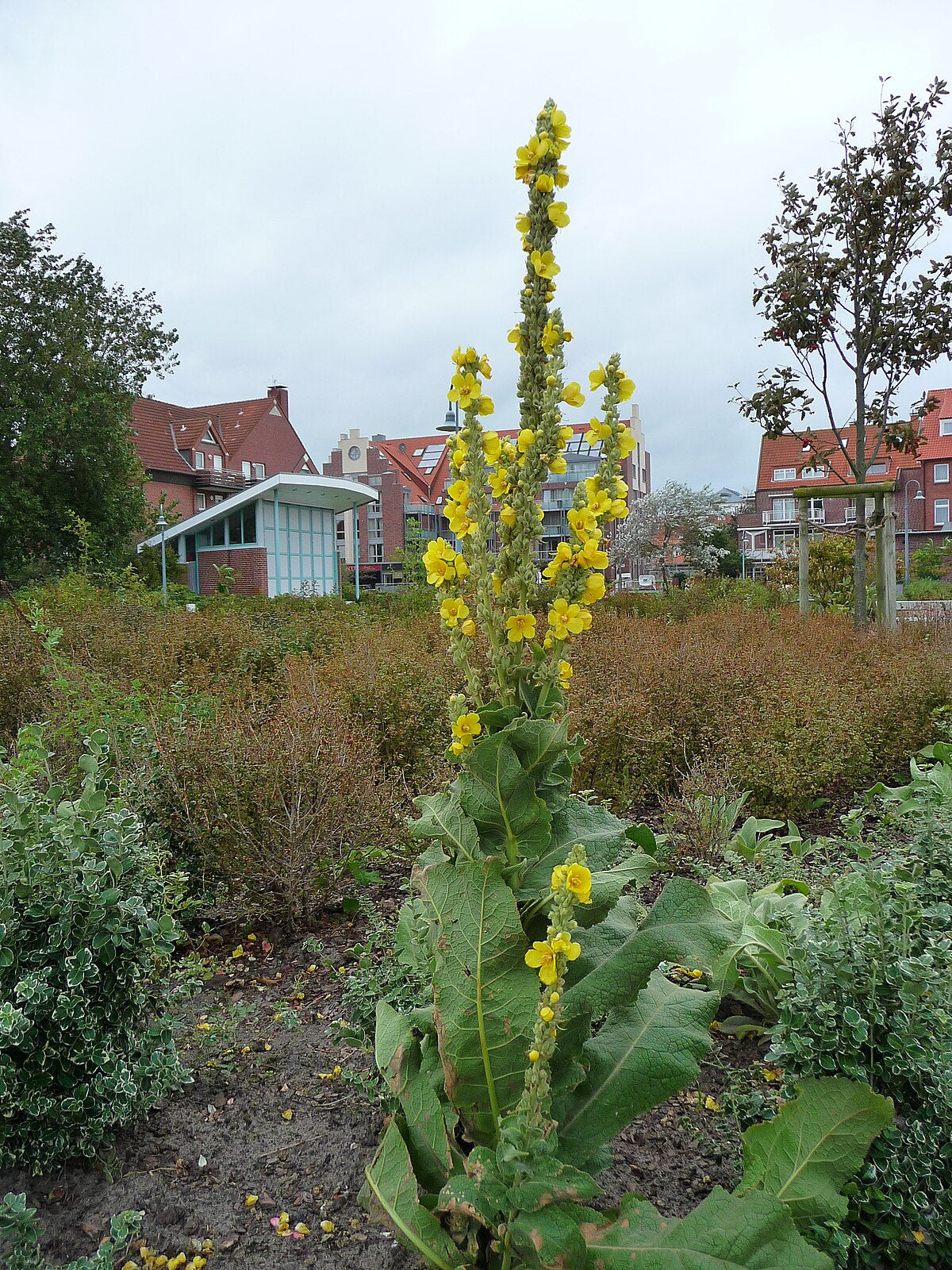 Mullein Naturally Grown Herbal Tea Infusion For Coughs Colds Flue Loose Leaf Traditional