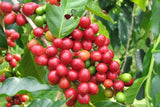 Nepal Supreme Arabica Washed Whole Coffee Beans Medium Roasted Mount Everest