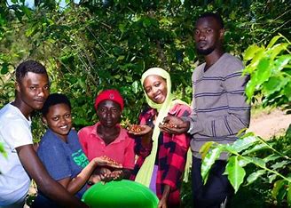 DR Congo Kivu 4 Washed Coffee Beans Dark Roast Inexpensive Good Flavour