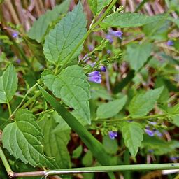 Skullcap Herbal Tea Or Tisane Loose Leaf Very Healthy Anxiety Sleep Stress St Vitus Dance