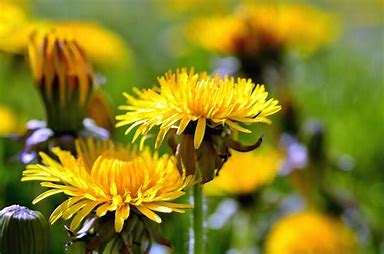 Dandelion Root Tea Naturally Grown Loose Healthy Bones Metabolism Liver Kidneys
