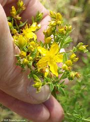 St John's Wort Hypericum Tea Naturally Grown Loose Leaf Anti-depressant Anxiety Sleep PMS