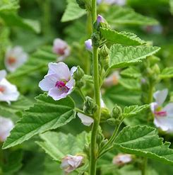 Marshmallow Leaves Naturally Grown Herbal Tea Anti-Inflammatory Coughs Infections Ulcers