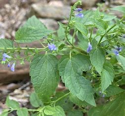 Skullcap Herbal Tea Or Tisane Loose Leaf Very Healthy Anxiety Sleep Stress St Vitus Dance