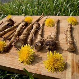 Dandelion Root Tea Naturally Grown Loose Healthy Bones Metabolism Liver Kidneys
