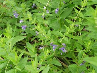 Skullcap Herbal Tea Or Tisane Loose Leaf Very Healthy Anxiety Sleep Stress St Vitus Dance