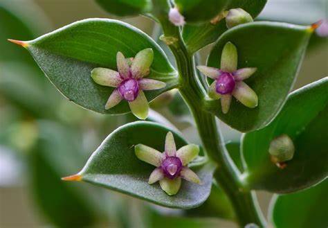 Butchers Broom Naturally Grown Tea Tisane Healthy Kidney & Gall Stones Haemorrhoids