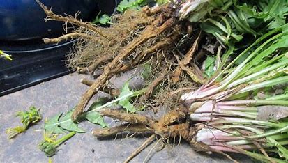 Dandelion Root Tea Naturally Grown Loose Healthy Bones Metabolism Liver Kidneys