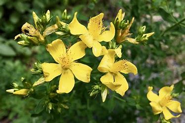 St John's Wort Hypericum Tea Naturally Grown Loose Leaf Anti-depressant Anxiety Sleep PMS