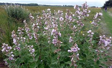 Marshmallow Leaves Naturally Grown Herbal Tea Anti-Inflammatory Coughs Infections Ulcers