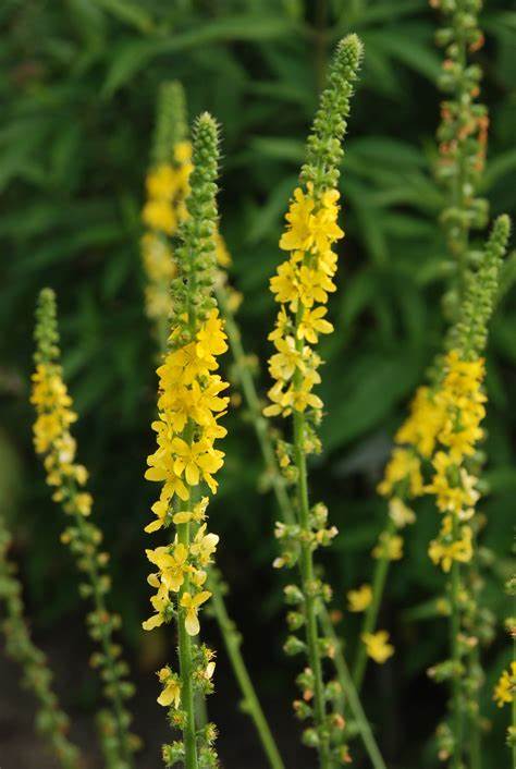 Agrimony All-Heal Naturally Grown Tea Or Tisane Very Healthy A Lovely Unusual Drink
