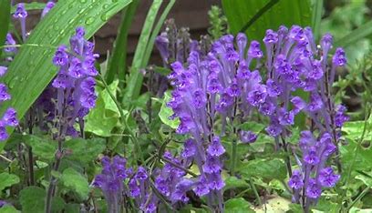 Skullcap Herbal Tea Or Tisane Loose Leaf Very Healthy Anxiety Sleep Stress St Vitus Dance