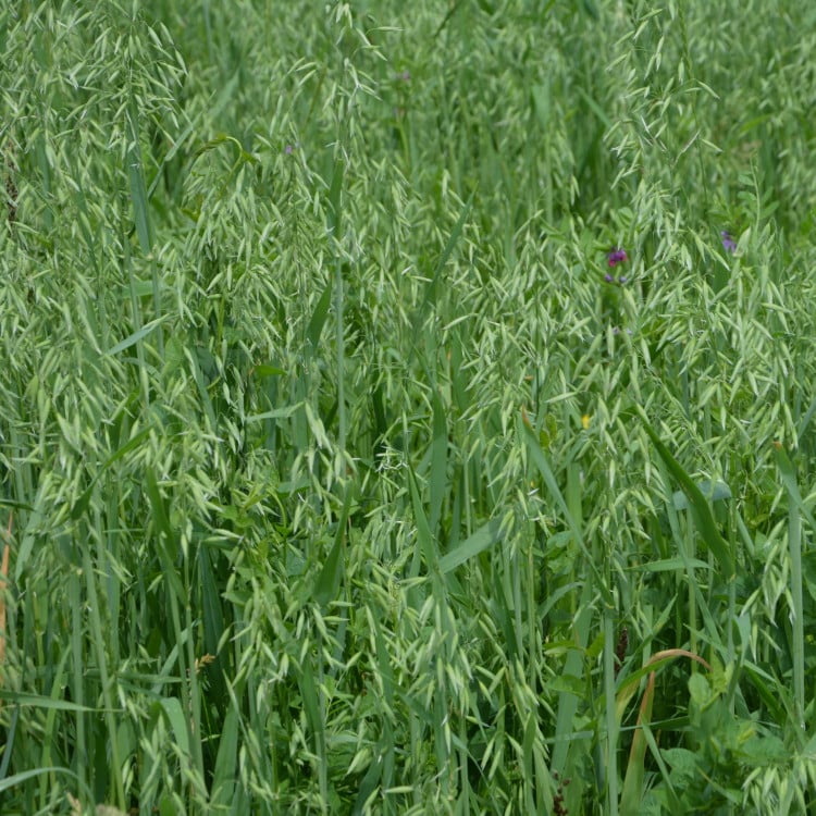 Oat Straw Avena Sativa Naturally Grown Loose Leaf Healthy Exhaustion Insomnia Anxiety Kidney