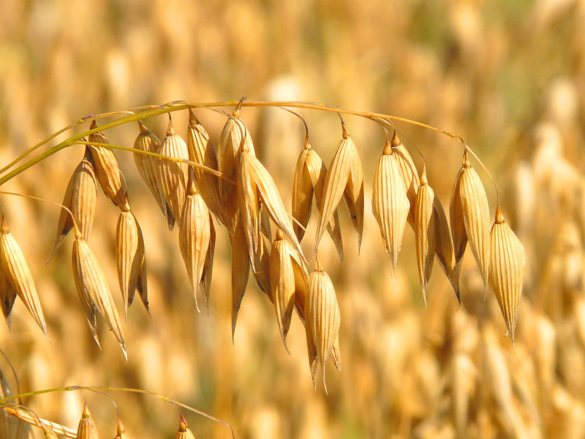 Oat Straw Avena Sativa Naturally Grown Loose Leaf Healthy Exhaustion Insomnia Anxiety Kidney