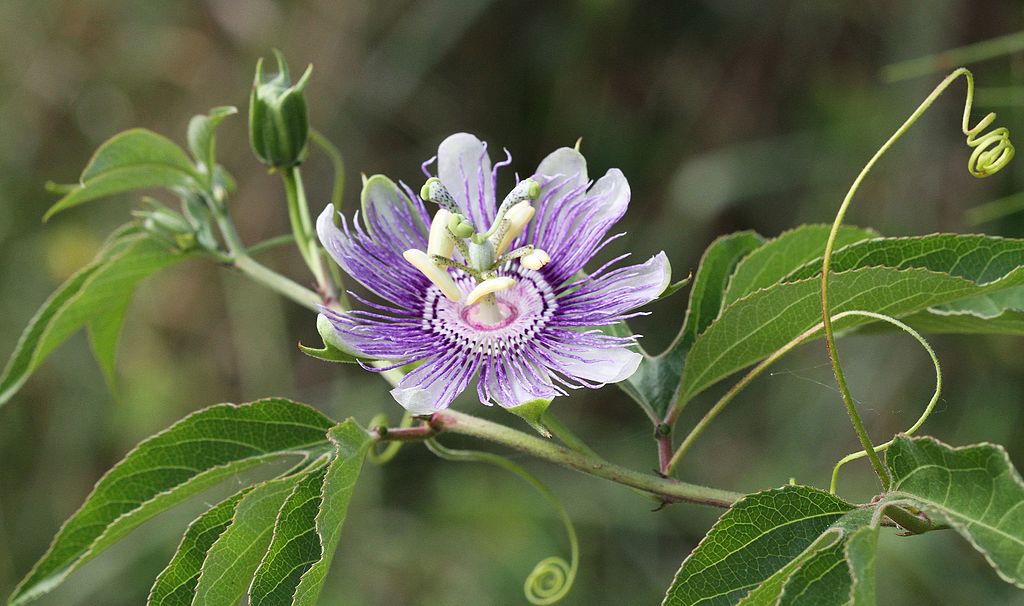 Passionflower Tea Naturally Grown Herbal Infusion Anti Stress Lowers Anxiety Great Sleep ADHD