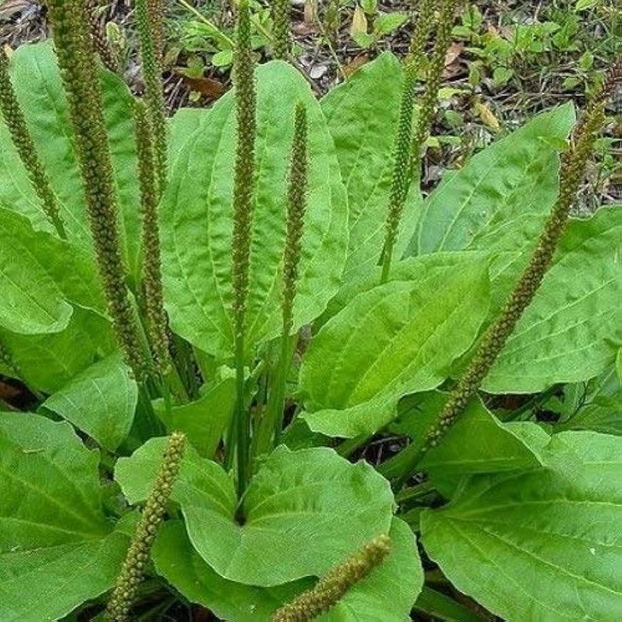 Plantain Leaf Tea Herbal Infusion Or Tisane For Respiratory and Bowel Conditions