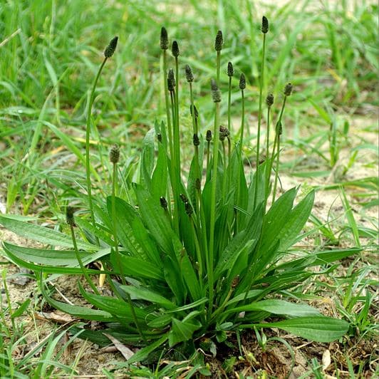 Plantain Leaf Tea Herbal Infusion Or Tisane For Respiratory and Bowel Conditions