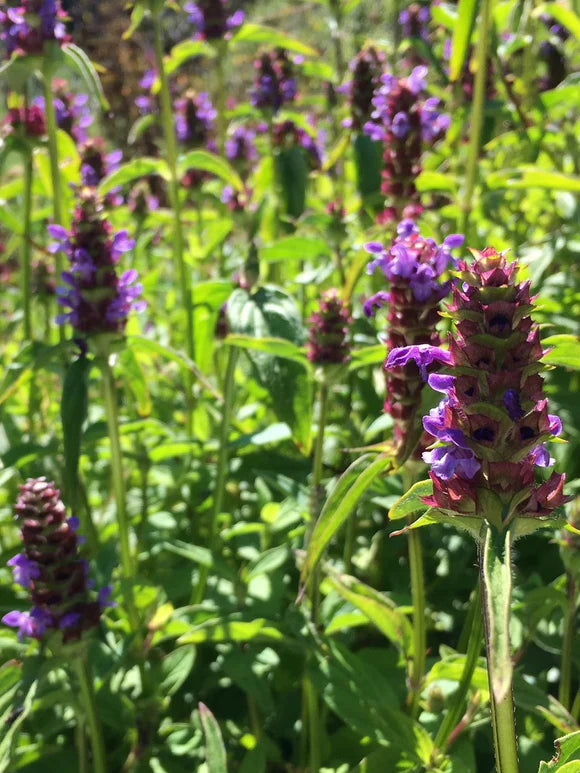 Prunella Vulgaris Flower Self-Heal Tea Traditional Health Drink Used For Wounds