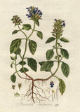 Prunella Vulgaris Flower Self-Heal Tea Traditional Health Drink Used For Wounds