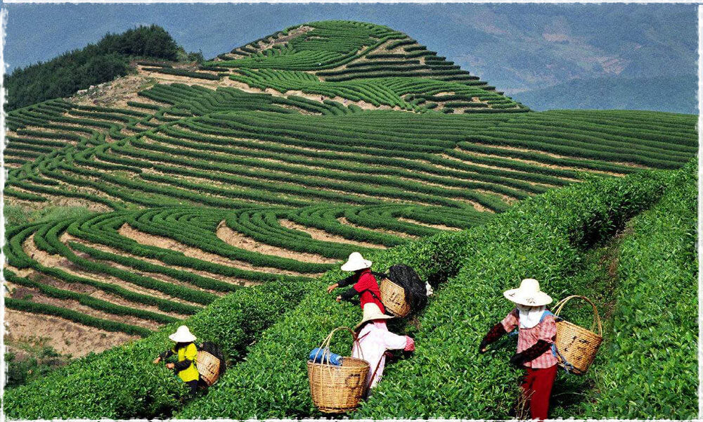 Pu Erh Sweet Chai Loose Leaf Black Tea Very Healthy Tea Said To Help With Weight Loss