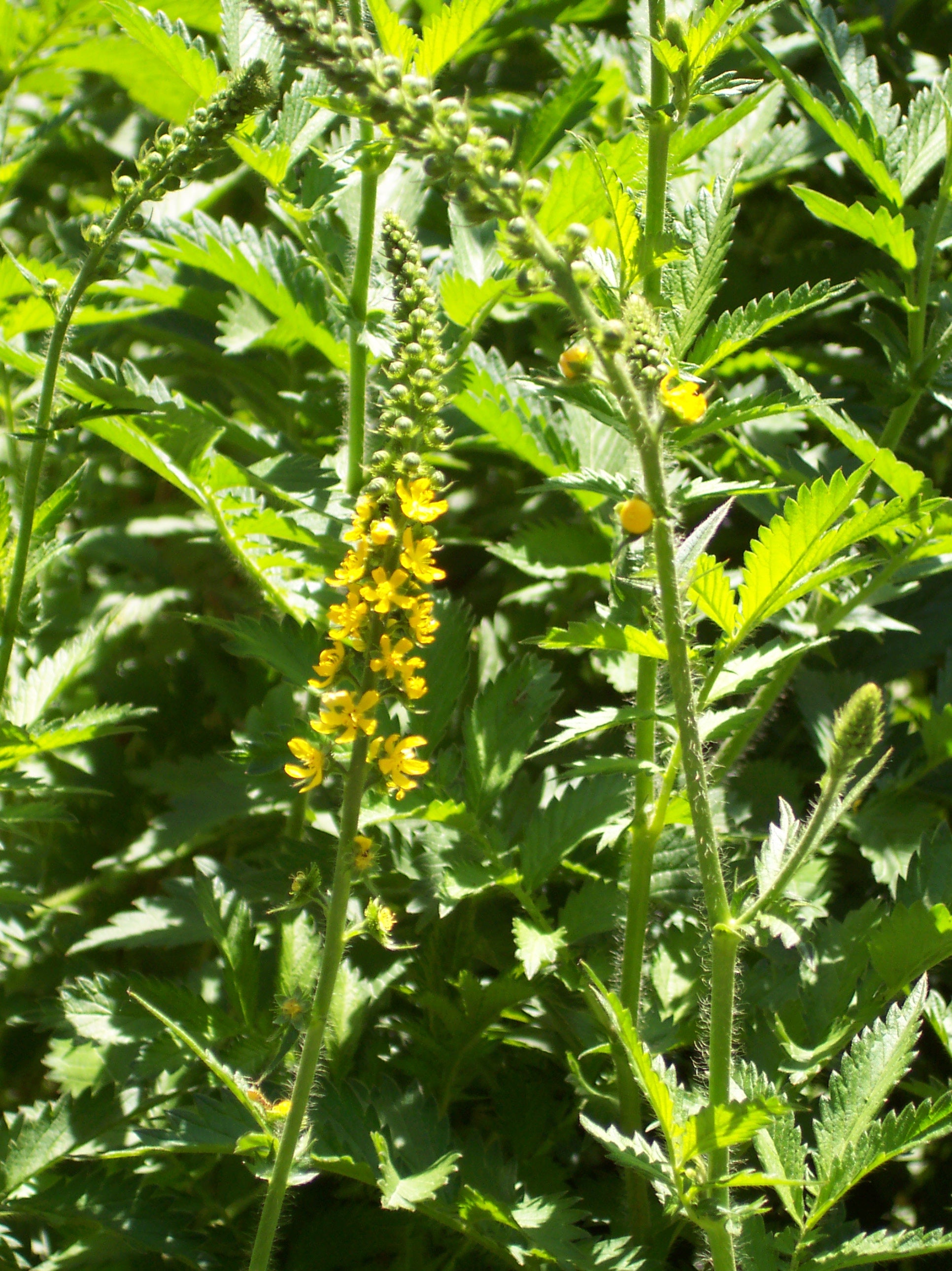 Agrimony All-Heal Naturally Grown Tea Or Tisane Very Healthy A Lovely Unusual Drink